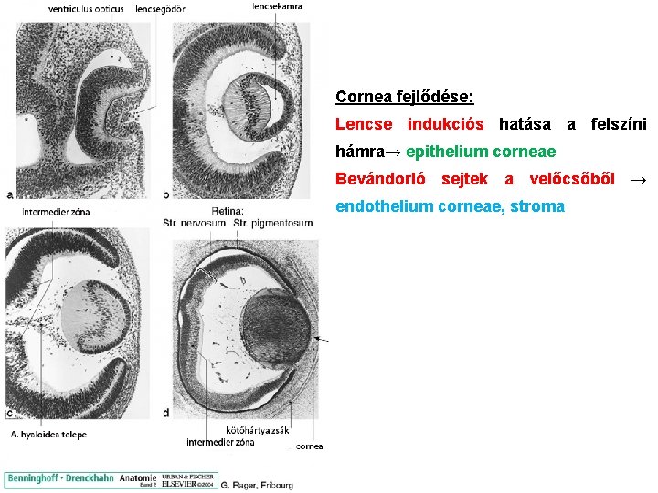 Cornea fejlődése: Lencse indukciós hatása a felszíni hámra→ epithelium corneae Bevándorló sejtek a velőcsőből