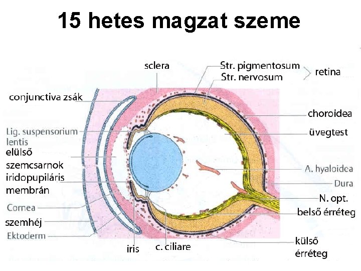 15 hetes magzat szeme 