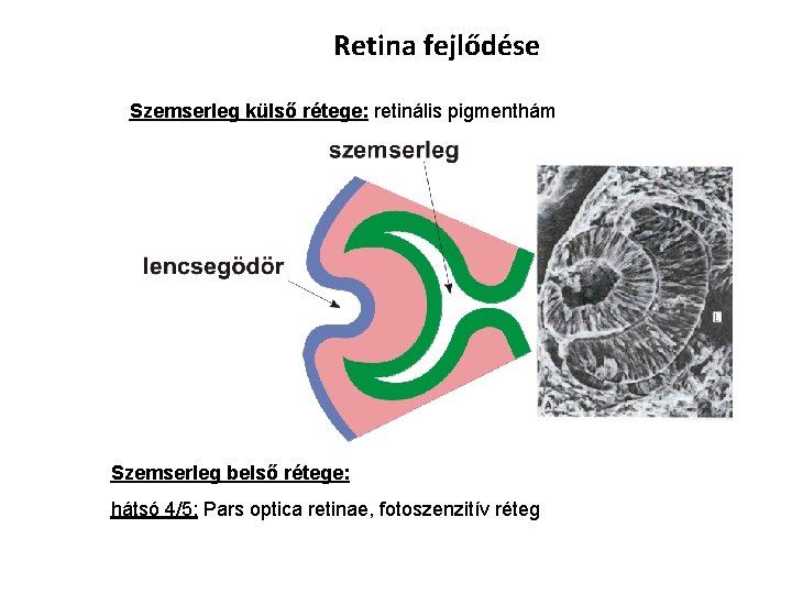 Retina fejlődése Szemserleg külső rétege: retinális pigmenthám Szemserleg belső rétege: hátsó 4/5: Pars optica