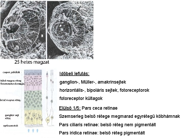 Időbeli lefutás: ganglion-, Müller-, amakrinsejtek horizontális-, bipoláris sejtek, fotoreceptorok fotoreceptor kültagok Elülső 1/5: Pars