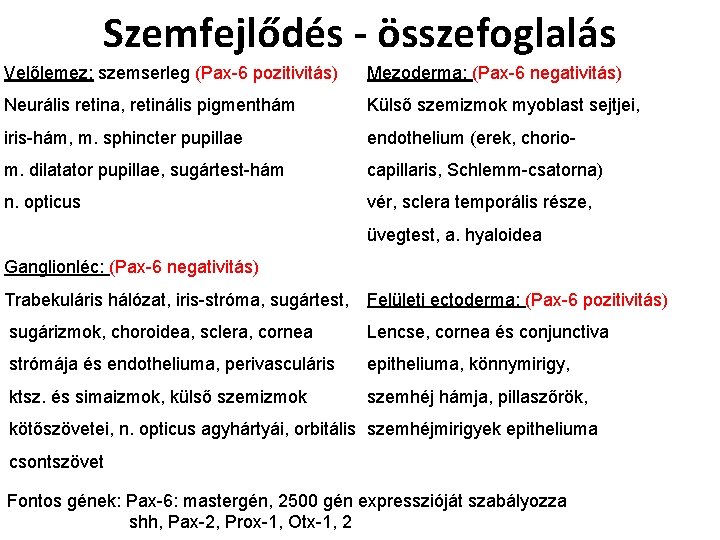 Szemfejlődés - összefoglalás Velőlemez: szemserleg (Pax-6 pozitivitás) Mezoderma: (Pax-6 negativitás) Neurális retina, retinális pigmenthám