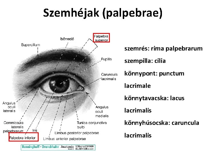 Szemhéjak (palpebrae) szemrés: rima palpebrarum szempilla: cilia könnypont: punctum lacrimale könnytavacska: lacus lacrimalis könnyhúsocska: