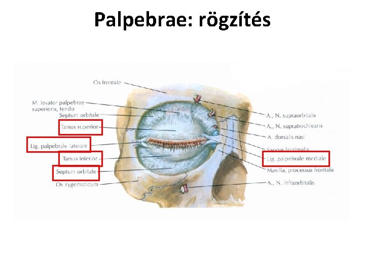 Palpebrae: rögzítés 