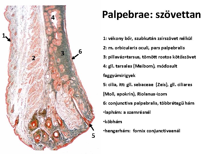 Palpebrae: szövettan 4 1 1: vékony bőr, szubkután zsírszövet nélkül 2 3 2: m.