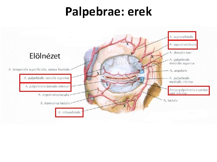 Palpebrae: erek 