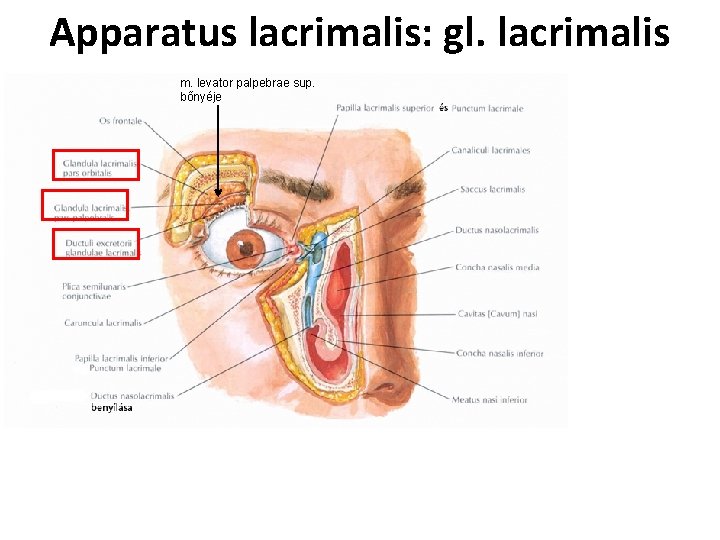 Apparatus lacrimalis: gl. lacrimalis m. levator palpebrae sup. bőnyéje 