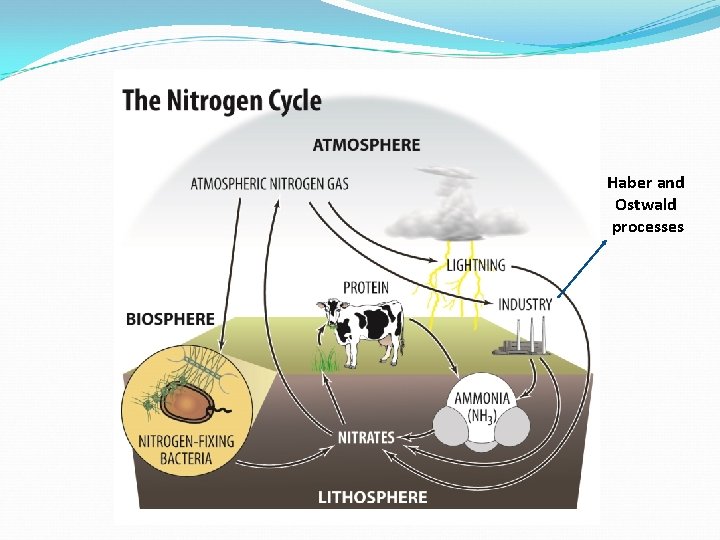 Haber and Ostwald processes 