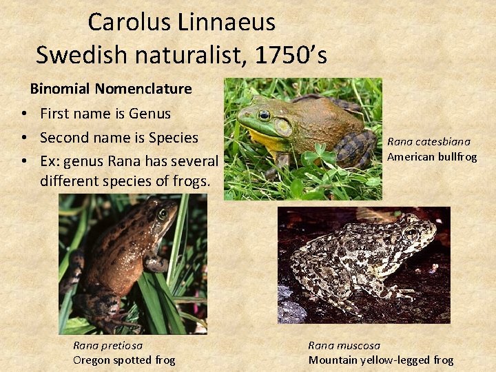 Carolus Linnaeus Swedish naturalist, 1750’s Binomial Nomenclature • First name is Genus • Second