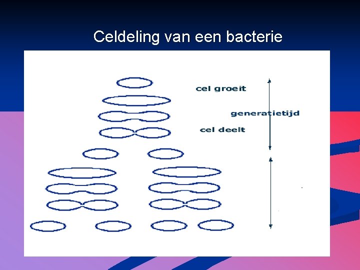 Celdeling van een bacterie 