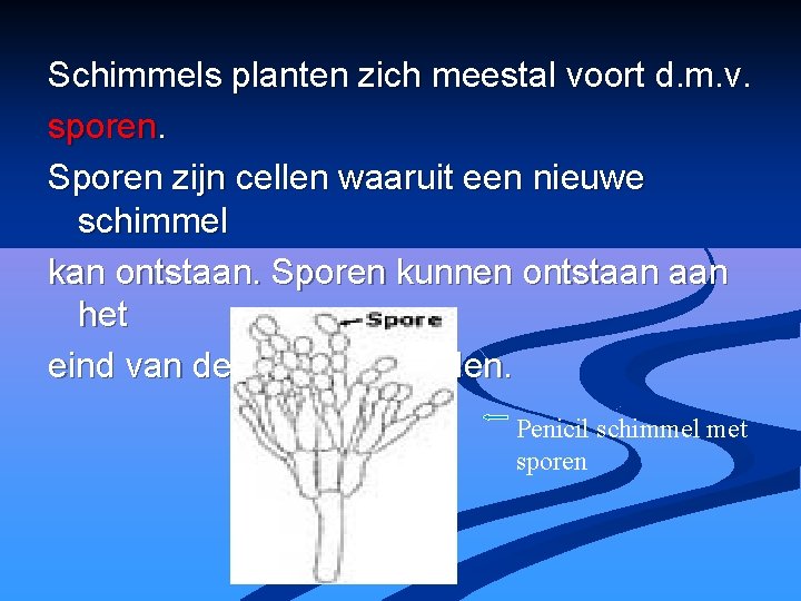 Schimmels planten zich meestal voort d. m. v. sporen. Sporen zijn cellen waaruit een