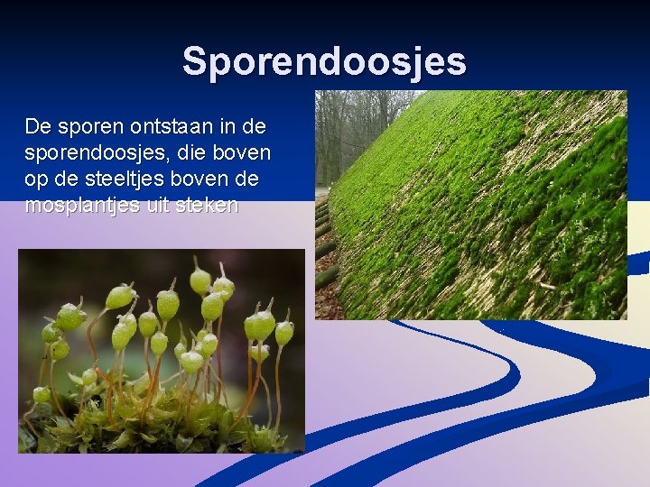 Sporendoosjes De sporen ontstaan in de sporendoosjes, die boven op de steeltjes boven de