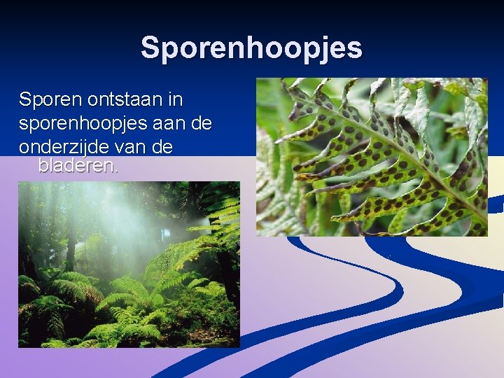 Sporenhoopjes Sporen ontstaan in sporenhoopjes aan de onderzijde van de bladeren. 