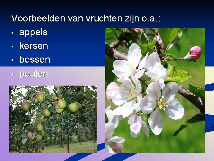 Voorbeelden van vruchten zijn o. a. : • appels • kersen • bessen •