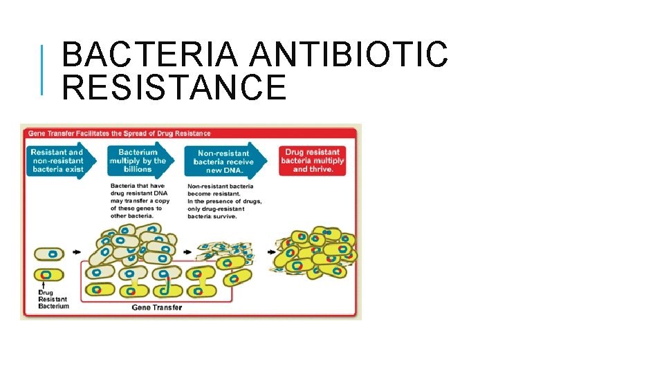 BACTERIA ANTIBIOTIC RESISTANCE 