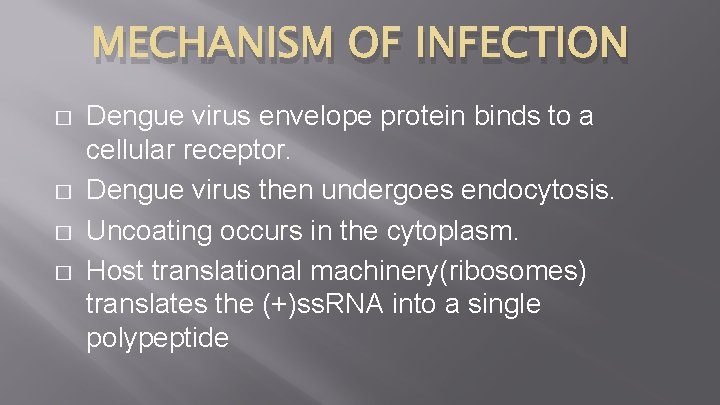 MECHANISM OF INFECTION � � Dengue virus envelope protein binds to a cellular receptor.