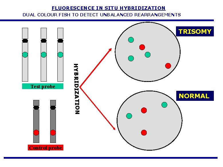FLUORESCENCE IN SITU HYBRIDIZATION DUAL COLOUR FISH TO DETECT UNBALANCED REARRANGEMENTS TRISOMY Control probe