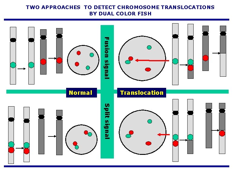 TWO APPROACHES TO DETECT CHROMOSOME TRANSLOCATIONS BY DUAL COLOR FISH Fusion signal Normal Translocation