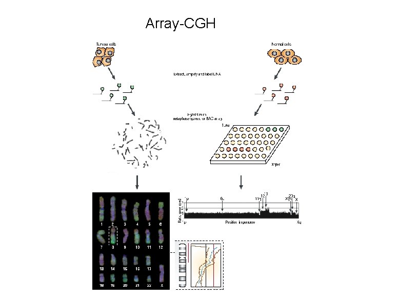 Array-CGH 