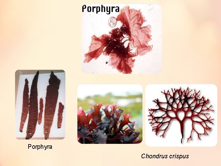 Porphyra Chondrus crispus 