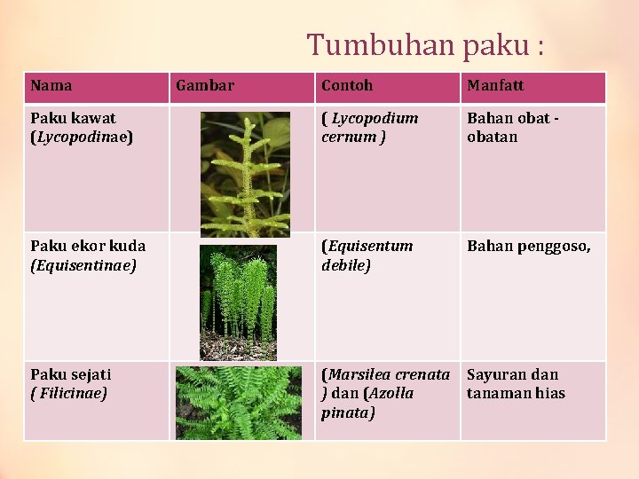 Tumbuhan paku : Nama Gambar Contoh Manfatt Paku kawat (Lycopodinae) ( Lycopodium cernum )