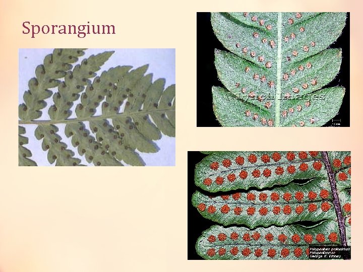Sporangium 