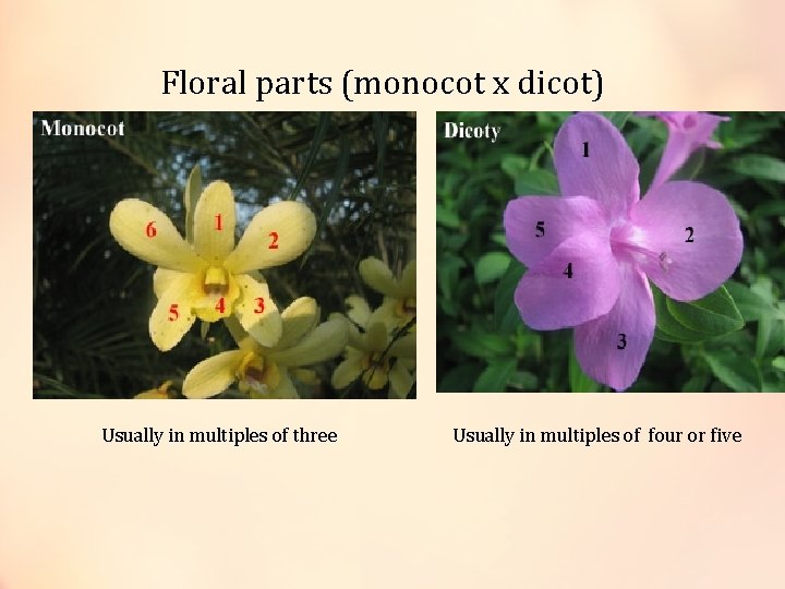 Floral parts (monocot x dicot) Usually in multiples of three Usually in multiples of