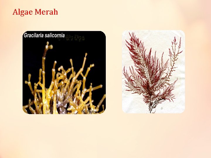 Algae Merah 