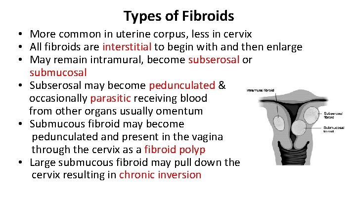 Types of Fibroids • More common in uterine corpus, less in cervix • All