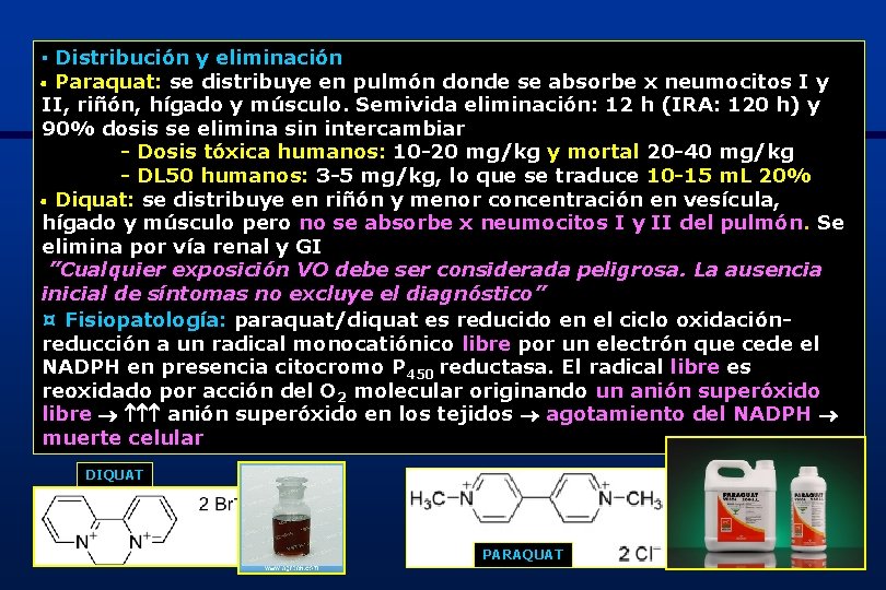 ▪ Distribución y eliminación Paraquat: se distribuye en pulmón donde se absorbe x neumocitos