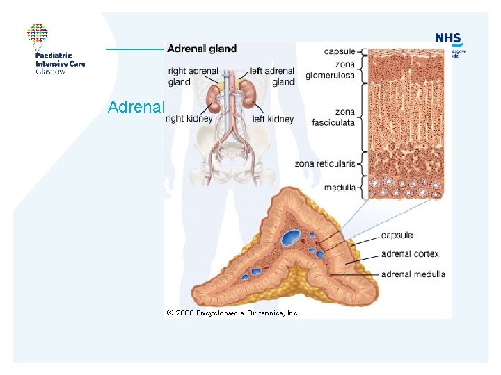 Adrenal 