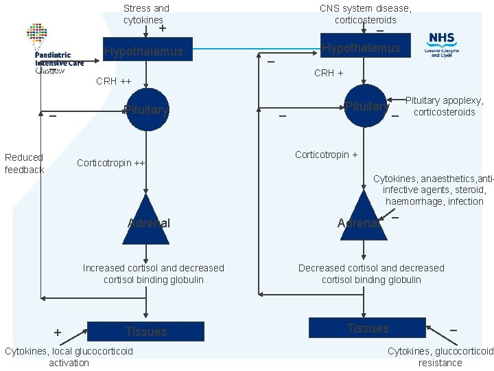 Stress and cytokines CNS system disease, corticosteroids _ + _ Hypothalamus _ CRH ++