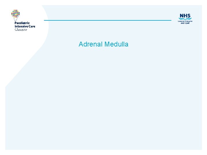 Adrenal Medulla 