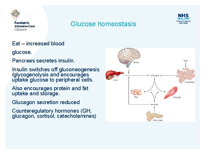 Glucose homeostasis Eat – increased blood glucose. Pancreas secretes insulin. Insulin switches off gluconeogenesis