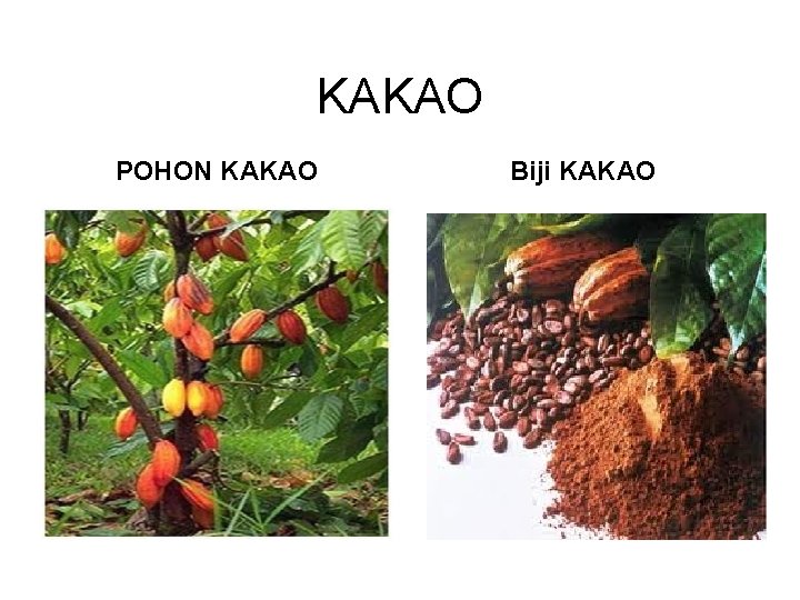 KAKAO POHON KAKAO Biji KAKAO 