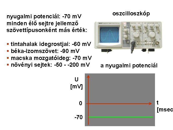 nyugalmi potenciál: -70 m. V minden élő sejtre jellemző szövettípusonként más érték: § tintahalak