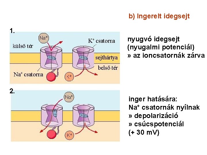 b) Ingerelt idegsejt 1. nyugvó idegsejt (nyugalmi potenciál) » az ioncsatornák zárva 2. inger