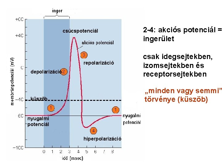 csúcspotenciál repolarizáció depolarizáció 2 -4: akciós potenciál = ingerület csak idegsejtekben, izomsejtekben és receptorsejtekben