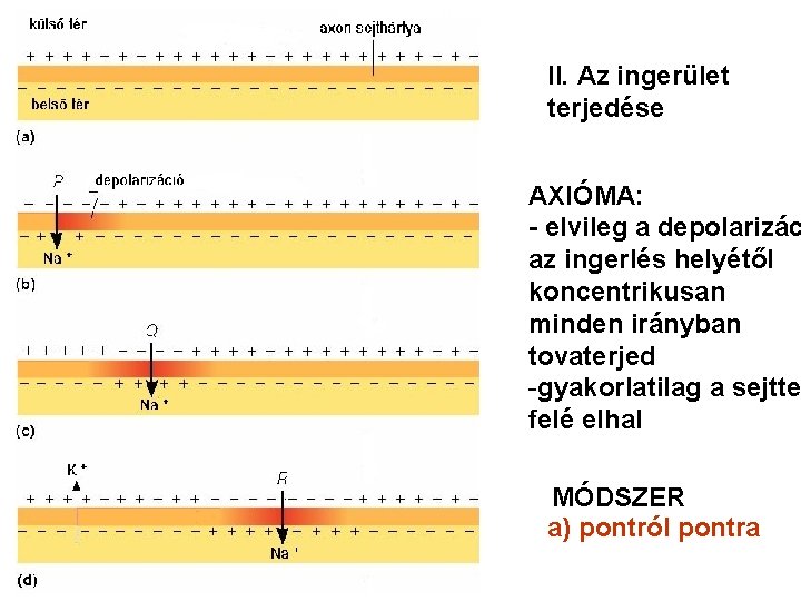 II. Az ingerület terjedése AXIÓMA: - elvileg a depolarizác az ingerlés helyétől koncentrikusan minden