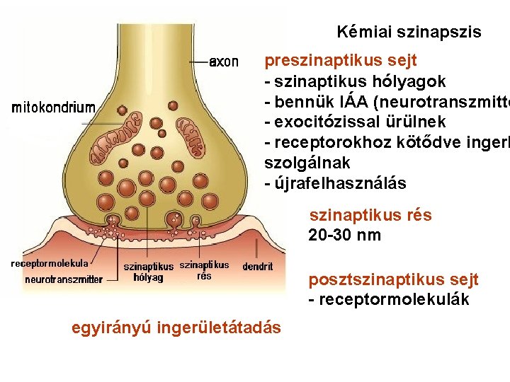 Kémiai szinapszis preszinaptikus sejt - szinaptikus hólyagok - bennük IÁA (neurotranszmitte - exocitózissal ürülnek
