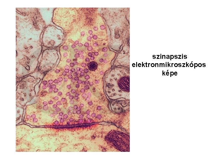 szinapszis elektronmikroszkópos képe 