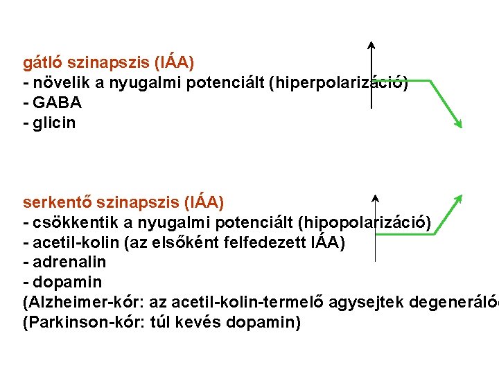 gátló szinapszis (IÁA) - növelik a nyugalmi potenciált (hiperpolarizáció) - GABA - glicin serkentő