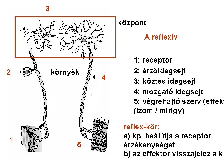 3 központ A reflexív 2 1 környék 5 4 1: receptor 2: érzőidegsejt 3: