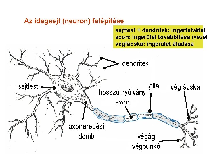 Az idegsejt (neuron) felépítése sejttest + dendritek: ingerfelvétel axon: ingerület továbbítása (vezet végfácska: ingerület