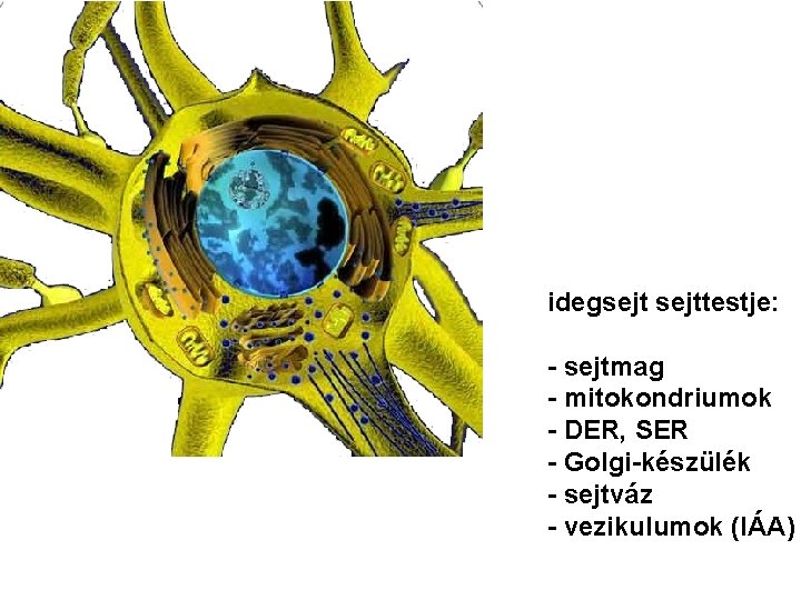 idegsejttestje: - sejtmag - mitokondriumok - DER, SER - Golgi-készülék - sejtváz - vezikulumok