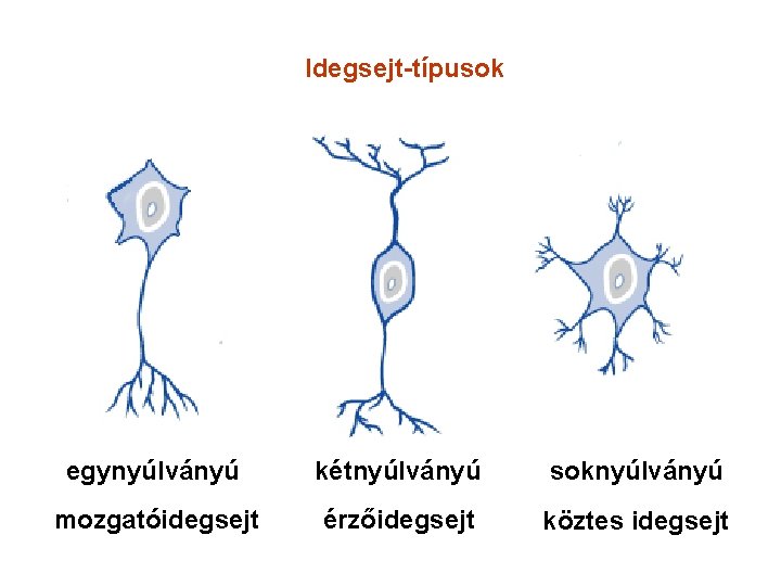 Idegsejt-típusok egynyúlványú kétnyúlványú soknyúlványú mozgatóidegsejt érzőidegsejt köztes idegsejt 