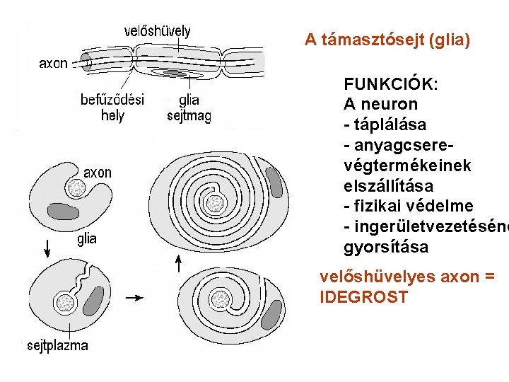 A támasztósejt (glia) FUNKCIÓK: A neuron - táplálása - anyagcserevégtermékeinek elszállítása - fizikai védelme