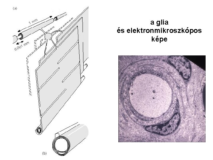 a glia és elektronmikroszkópos képe 