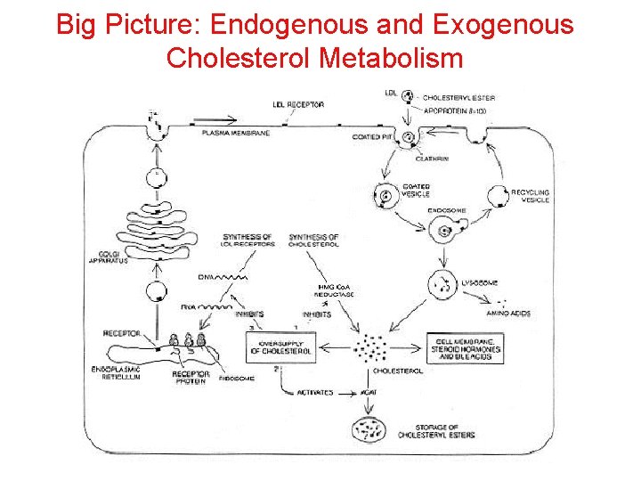 Big Picture: Endogenous and Exogenous Cholesterol Metabolism 