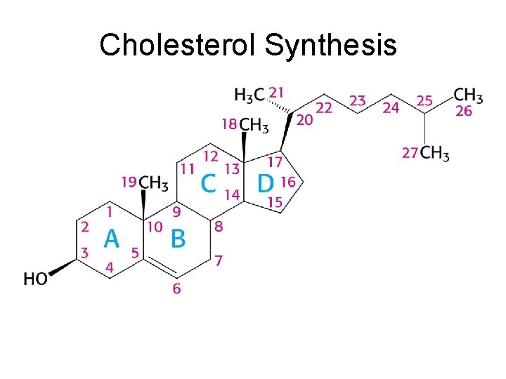 Cholesterol Synthesis 