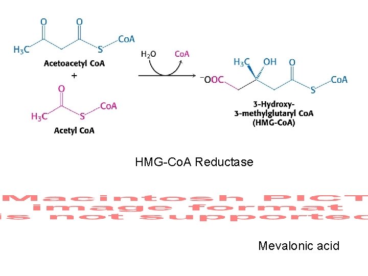 HMG-Co. A Reductase Mevalonic acid 